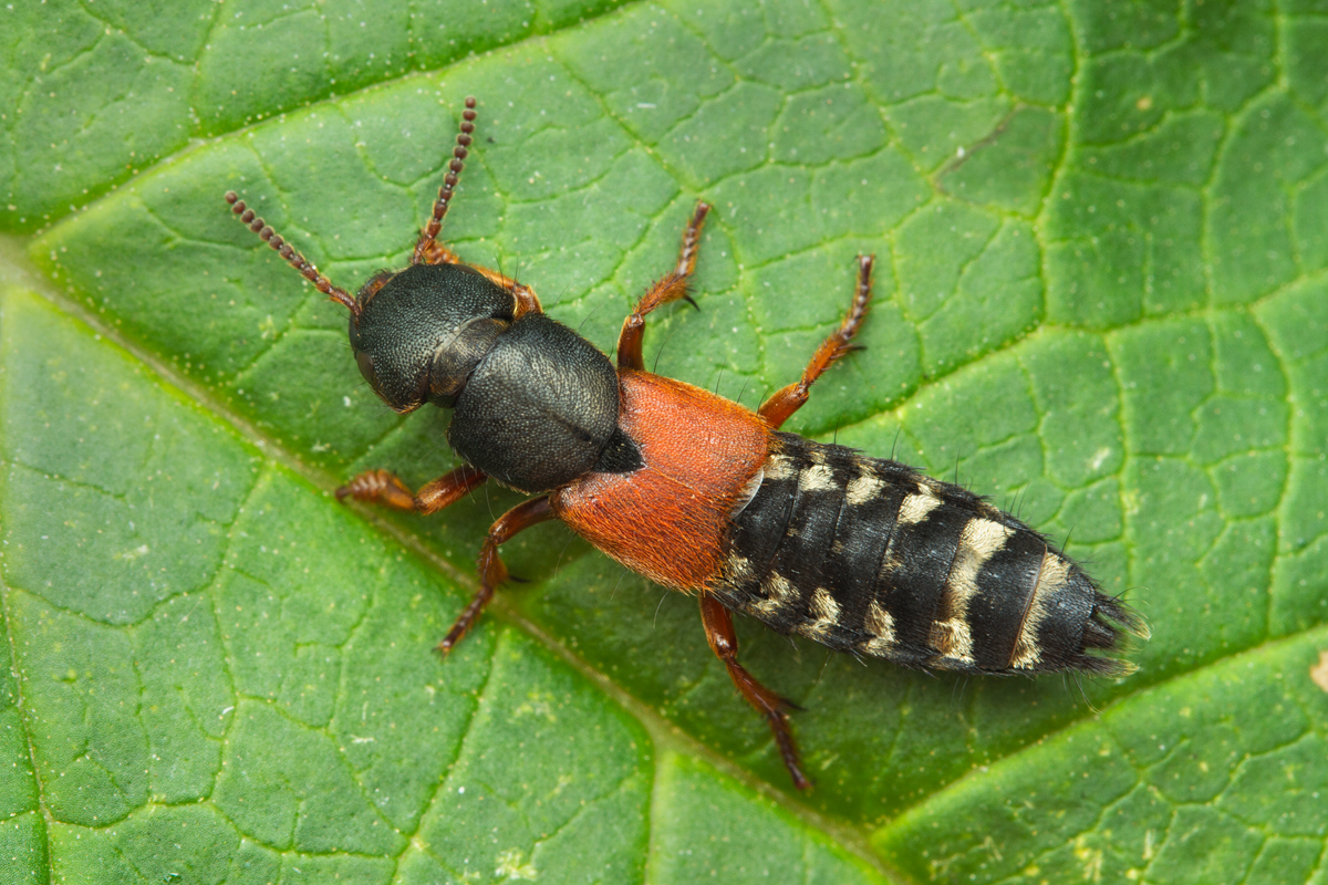 Rove Beetle - Platydracus stercorarius 1